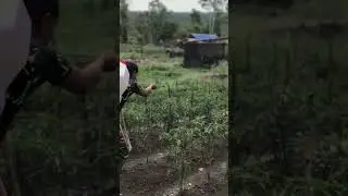 Cintai pekerjaanmu 💪🏻 #peacekeeper #shortvideo #pelatihtni #tni #tnicintarakyat #military #tniad