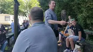 Turbary Woods Owl & Bird of Prey Sanctuary - Large Grey Owl Display (1/2) - Preston - June 2021