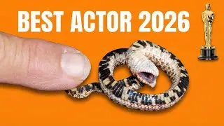 The Snake That Farts to Stay Alive : Meet the Hognose