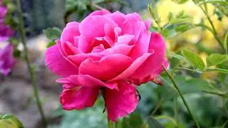 Ambient Track 06 Put to a Video of a Rose