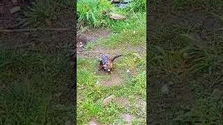 Tame muskrats in Russian rivers #animals #russia #travel #cute