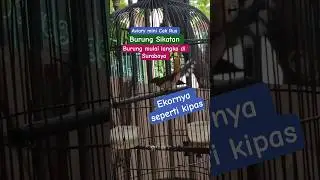 burung mulai langka di Surabaya, burung sikatan, aviary mini Cak Rus
