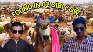 FOUND IN TWO SIBI COW CHALLENGE 💯 IN 2025 @MUTAHIRAHMED-t6s FINALLY CHALLENGE COMPLETE 💯