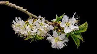 Live Harmoniously Together with Nature - Beautiful Moments of Nature