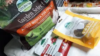 What I Feed My Guinea Pigs