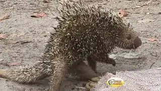 RESGATAMOS UM ANIMAL CHAMADO DE QUANDU