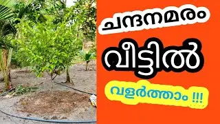 ചന്ദനം വീട്ടിൽ വളർത്താം || ലാഭം മുഴുവൻ വളർത്തുന്നവർക്ക്