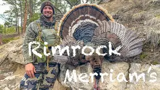 Rimrock Merriam's - Public Land Turkey Hunting