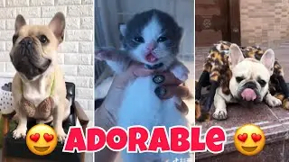 Funny Animal Vines - Cute Pets Compilation | Funny Vines May 2018