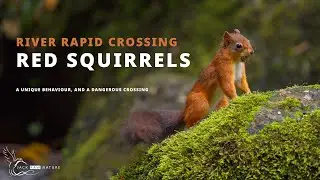 Red Squirrels - Dangerous River Crossing! (Cinematic Film)