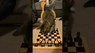 cat playing chess 😈💯 #meme #cat #animals #cutecat #creator #creative #fun #short