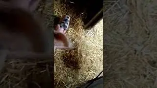 #Scrofa con #suinetti - sow piglets #suini #maiale
