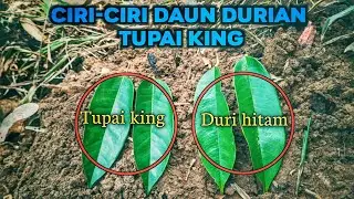 CIRI CIRI DAUN DURIAN TUPAI KING