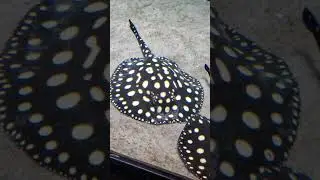 Stingray shoots sand out it's blowholes!!!