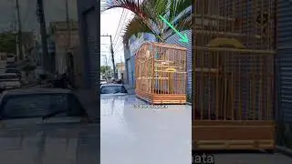 🐦‍⬛ magnata quebrando tudo na cara do outro coleiro 🐦‍⬛🎶🔥#passaros #coleiro #fibra 