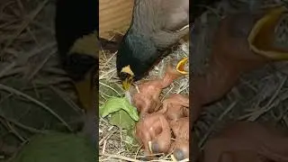 Unexpected Lift: Myna Bird Picks Up Baby While Preening Feathers #short #ytshortsvideo #viralvideo