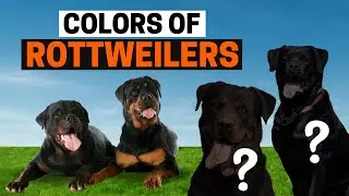 All The Colors of Rottweilers