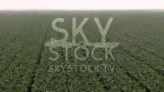 SkyStock.tv - Produce Field #1 - Salinas, Ca