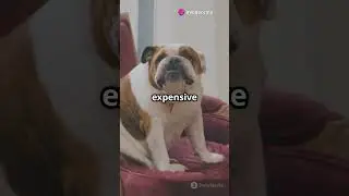 Top 5 Most Expensive Dog Breeds!