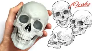 Обзор черепа Proko Anatomical, распаковка и демонстрация. Пропорции Эндрю Лумиса.