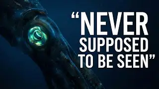 The Giant Squid Was Never Supposed to Be Seen!