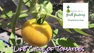 Life Cycle: Tomatoes | EBLLC, Inc.