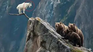 Brave Goat Stands Off Against Bears! | Wild Nature Moments