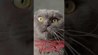 #funny#funnyshorts #funny#foryou #funnyvideo #funnyvideos #catreaction #catreacts#catreactions