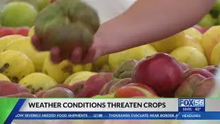 From field to farmers market: How Kentucky growers are handling a tough season