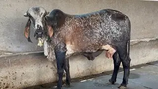 Jamana gir Gaushala,Surat Gujarat 9898717154