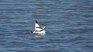 Pied Avocet, Avocetta (Recurvirostra avosetta)