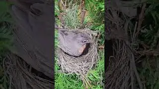 Building Nest using Sticks and Mud!  #saveparrots #birds #animals