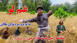 The Wheat Harvest Season In Nangahar | Afghanistan | غنم لو ننګرهار بټي کوټ