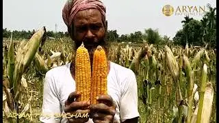 ARYAN 7755 SINGHAM FARMERS FEEDBACK