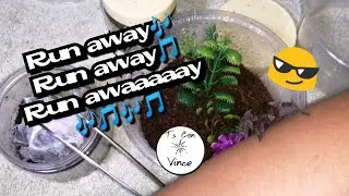 Muntik na naman makatakas 😅🕷️ | Tarantula and feeders rehousing