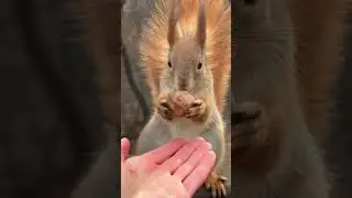 Graceful Exit: Squirrel Takes a Nut and Disappears