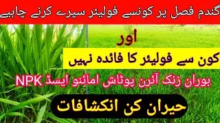 Which foliar spray should be applied on wheat crop?Which foliar spray is harmful to wheat?Wheat crop