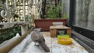 Feeding Hungry Wild Birds in the Garden 🌿 Close Up Nature Video | 4K