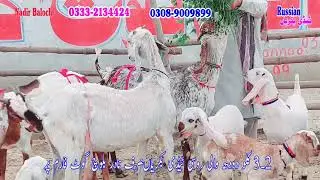 high class cute baby goat breed || milking goat bachoon wali bakreyn of nadir baloch goat farm