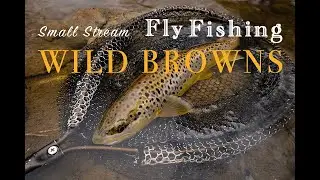 Small Stream Fly Fishing for Wild Browns