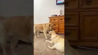 FUNNY CLIP 1#catstudio  #funny #funnyvideo #funnyshorts  #funnymoments #funnymemes  #funnyanimals