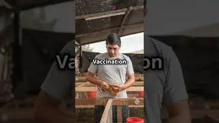The Role of Vaccination in Avian Flu Prevention! 💉🦠 #VaccinesWork