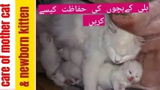 newborn kitten care & tips🐈❤️🥰|mother cat care|make healthy and fluffy kittens🐱|newborn kitten care
