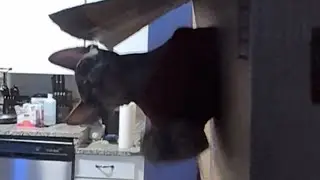 Hairless Cat Being An Absolute Beast