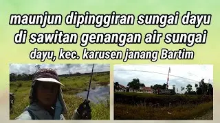 maunjun di bantaran sungai dayu // sawitan genangan air sungai // kec, karusen janang Bartim Kalteng