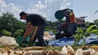 INCREDIBLE CORN SHELLING MACHINE &ndash; FROM HARVEST TO CLEAN KERNELS IN SECONDS! - Agriculture Farming
