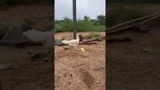 Nallari gari koppu sethuva petta NFS | MRR FARMS |