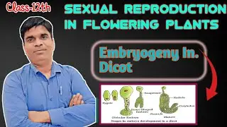 Embryogeny  in dicot