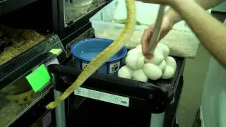 Retic Python Time! Super Dwarf Albino babies!