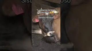 Las plantas no sienten dolor, pero los animales s&iacute;